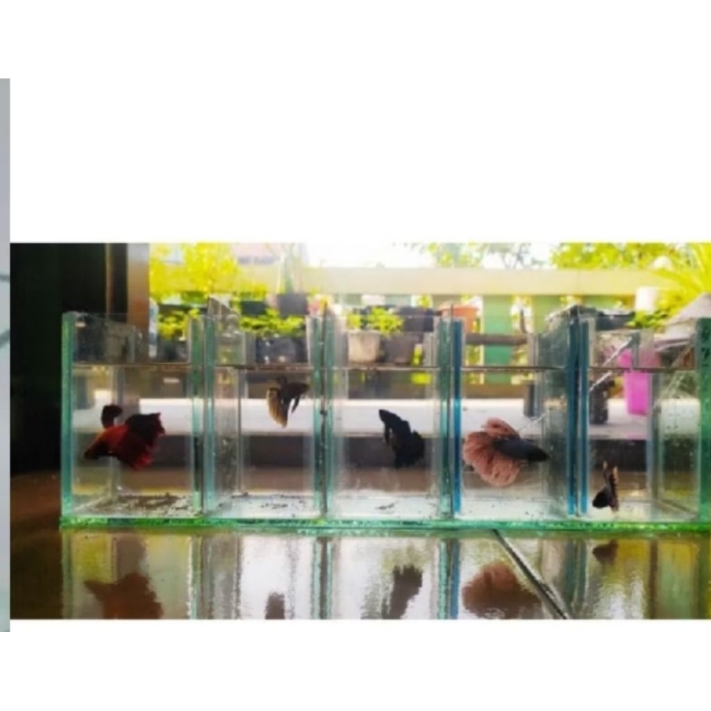 Soliter Sekat 5 ikan gufi dan cupang ukuran  50x10x15
