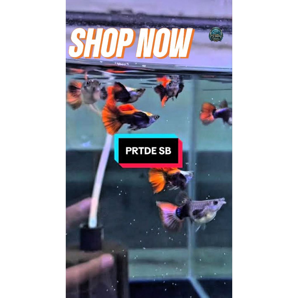 Guppy PRTDE Short Body Ribbon [GRADE +A]