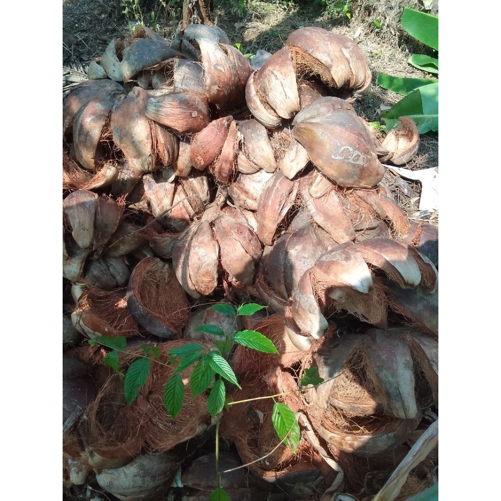 Sabut kelapa kering