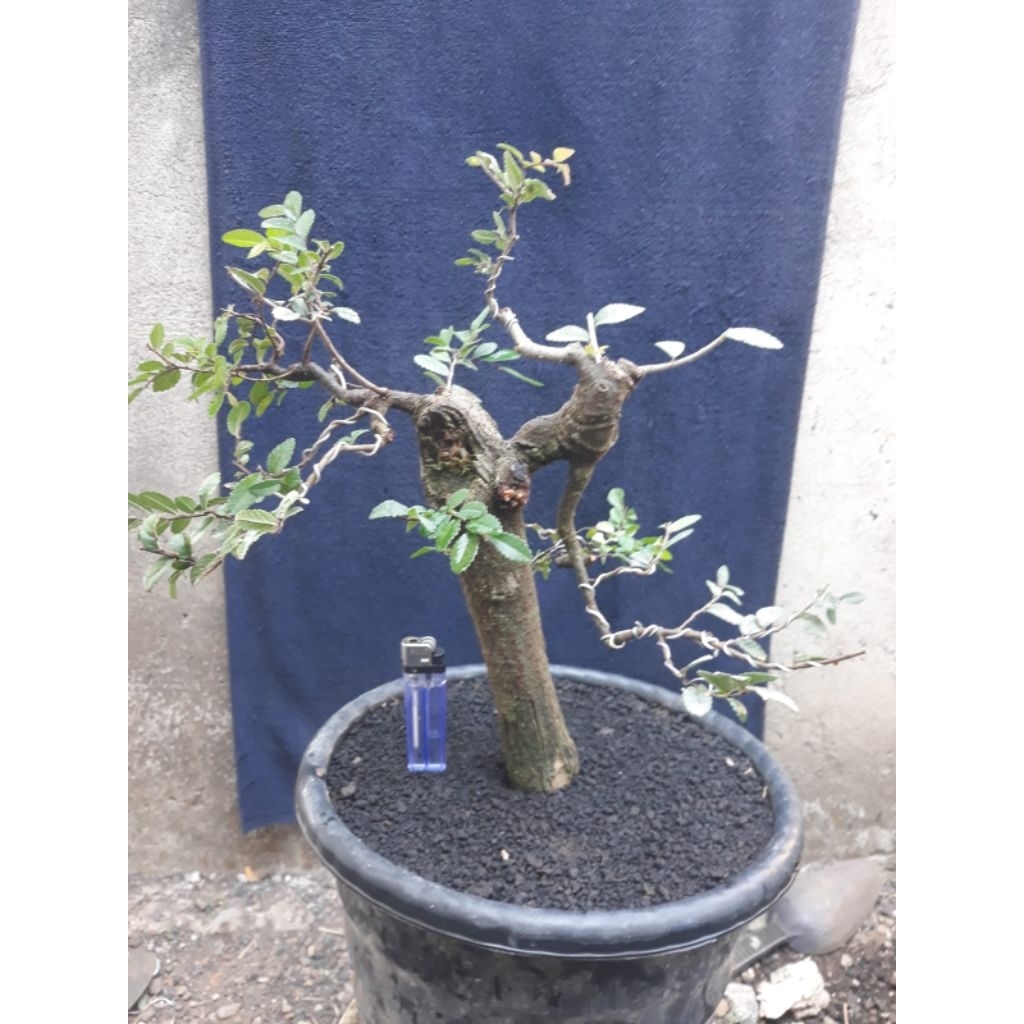 Bonsai Bahan Ulmus Micro Unik Sesuai Foto