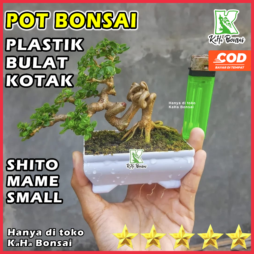 Pot Bonsai Kotak Pot Bonsai Plastik Pot Bonsai Mini Pot Bonsai Aesthetic Pot Bonsai Bulat Pot Bonsai