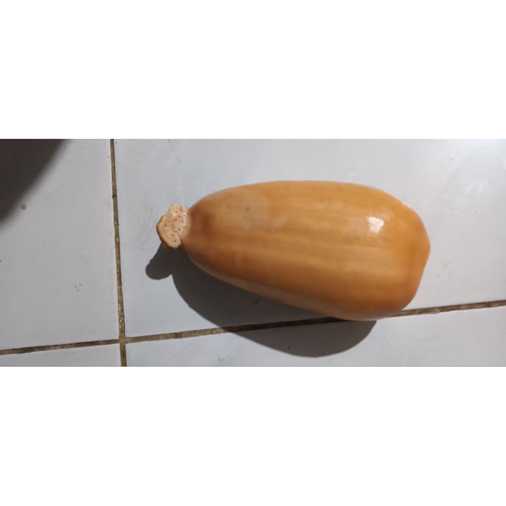 akar teratai