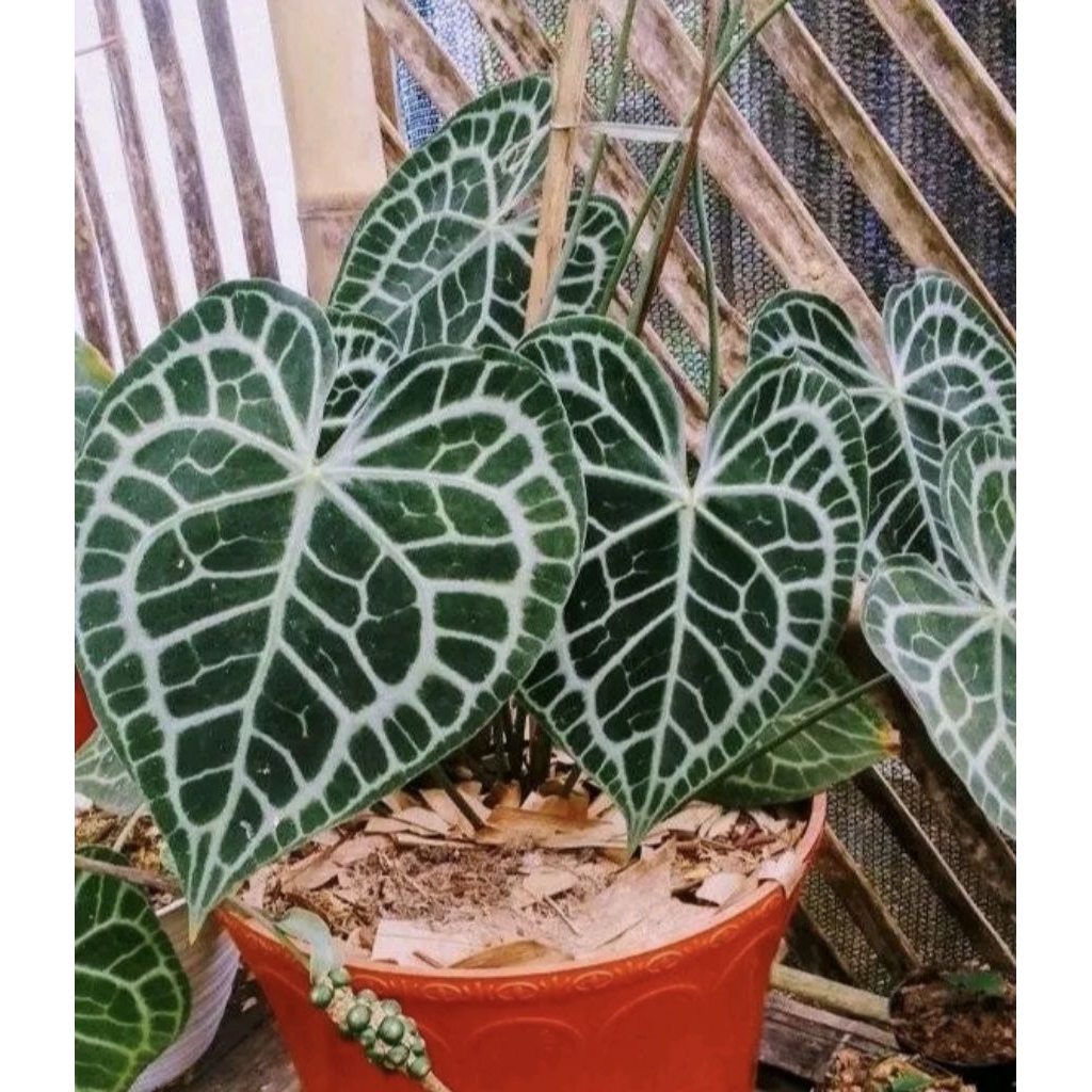 anthurium queen clarinervium , anthurium clarinervium , queen clarinervium , clarinervium