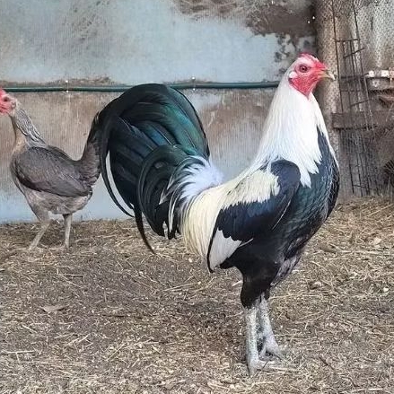TELUR AYAM PHILIPIN ORIGINAL UNTUK DITETASKAN