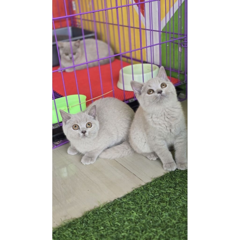 BSH lilac kitten