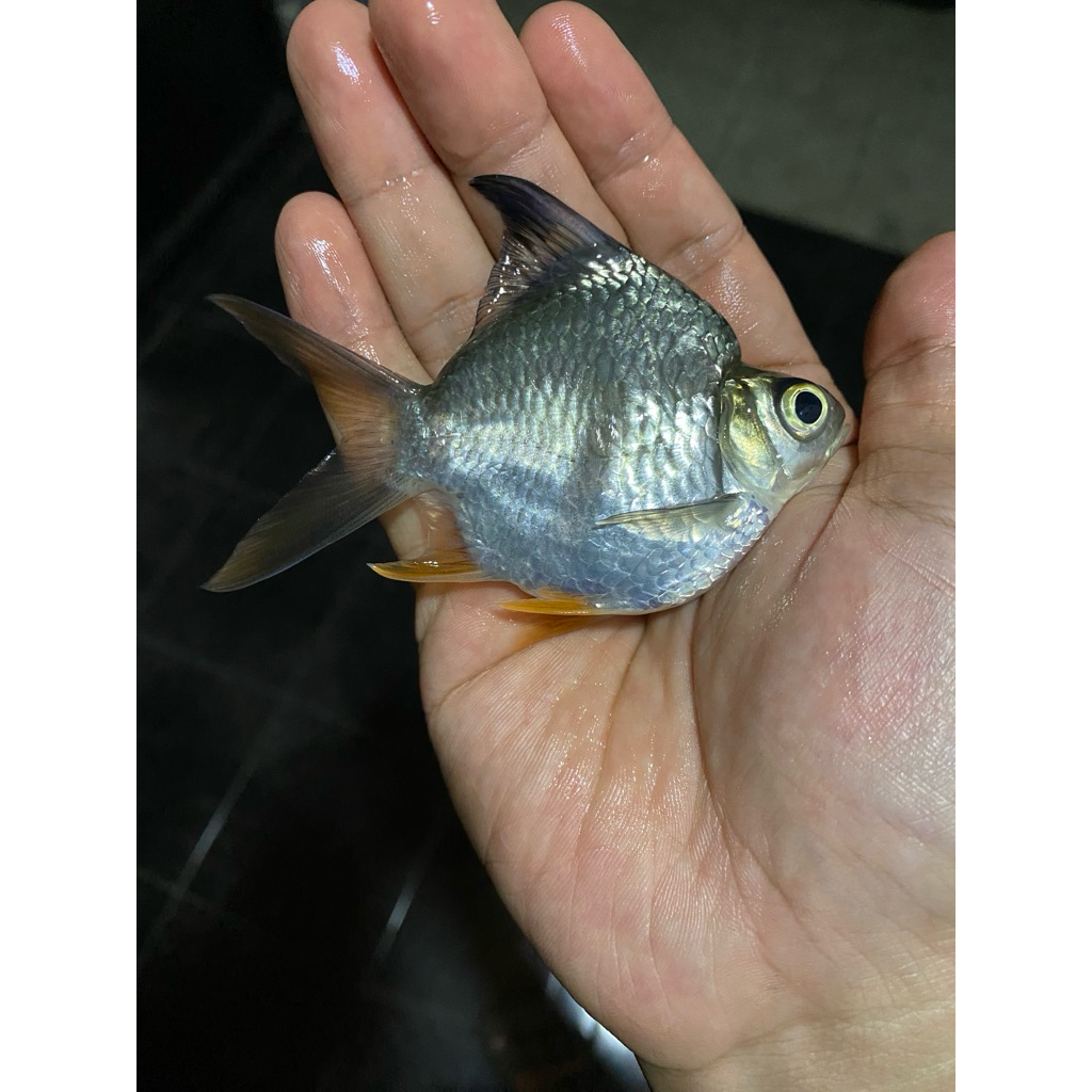 Kaviat Short body king hijau