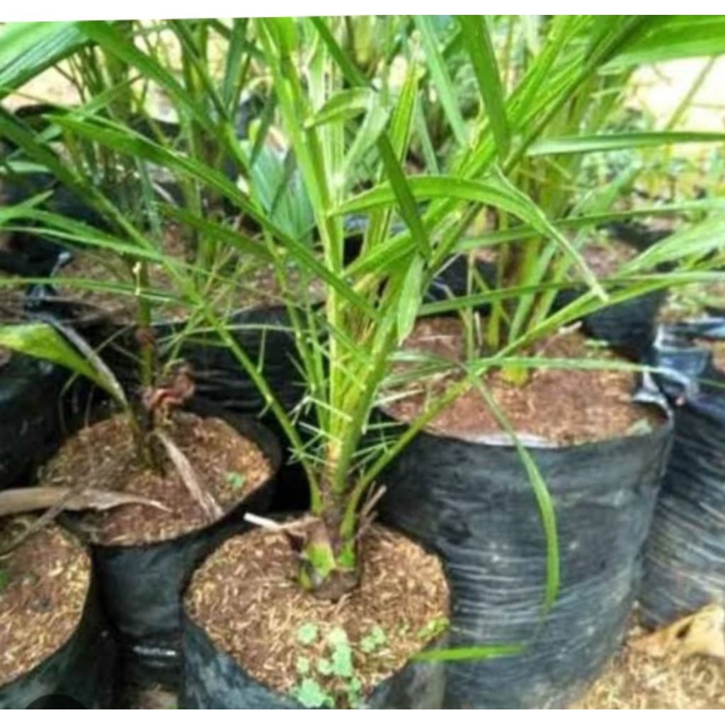 bibit,kurma,arab,berkuwalitas,unggulan,beli(1)+pupuk