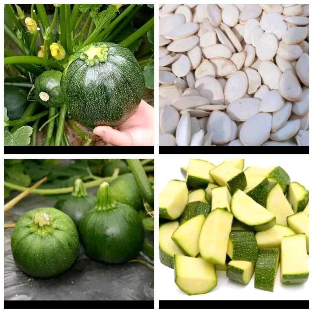 Biji benih zucchini hijau bulat