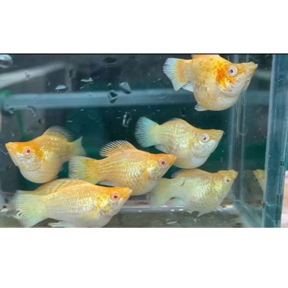 ikan molly balon albino softgold