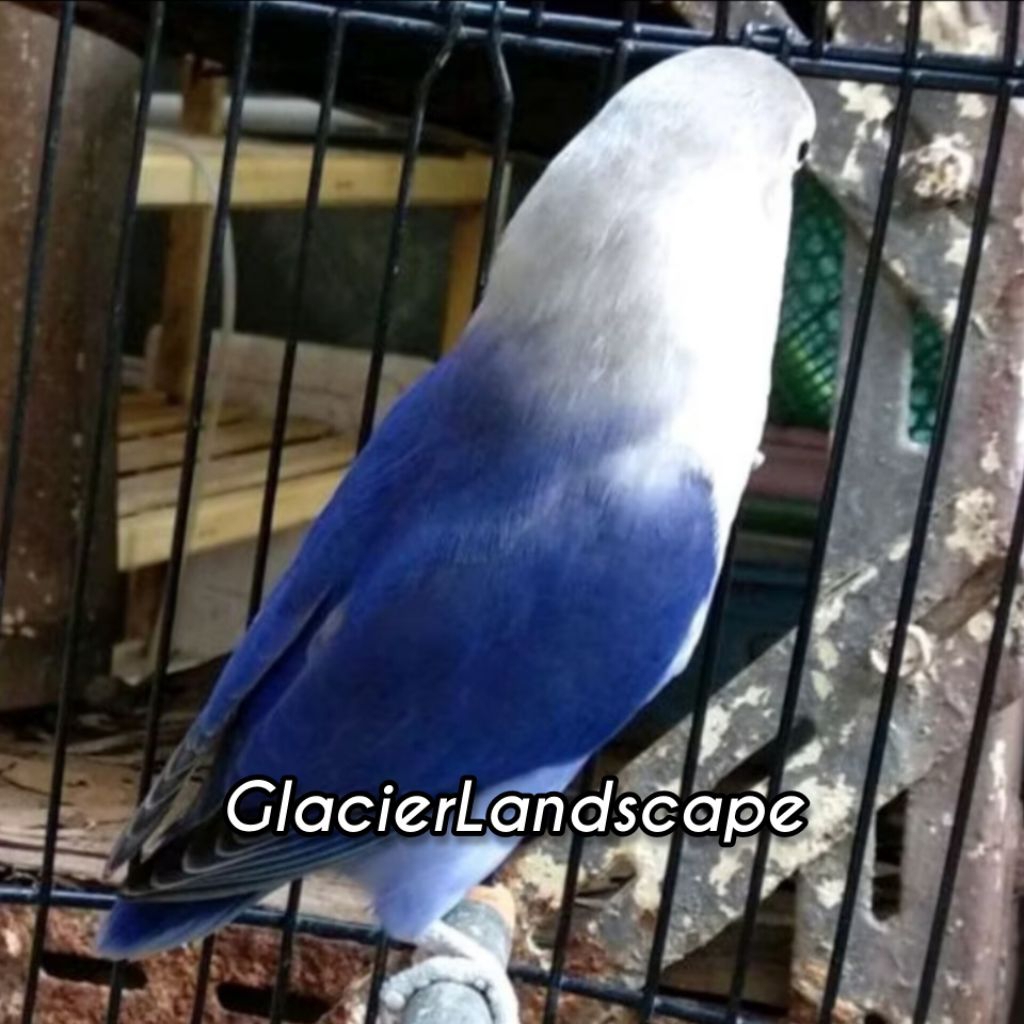 Telur LoveBird Violet Fertil