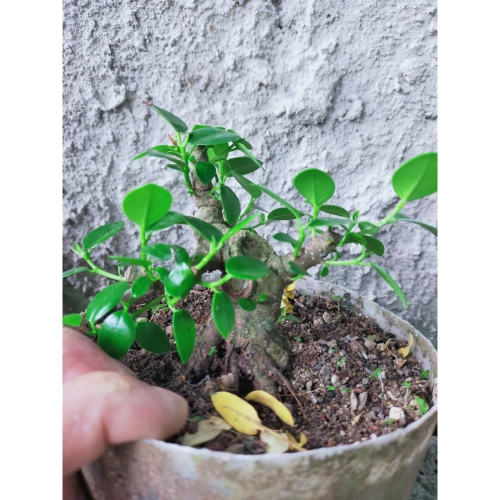 bonsai mini ficus Korea/dolar
