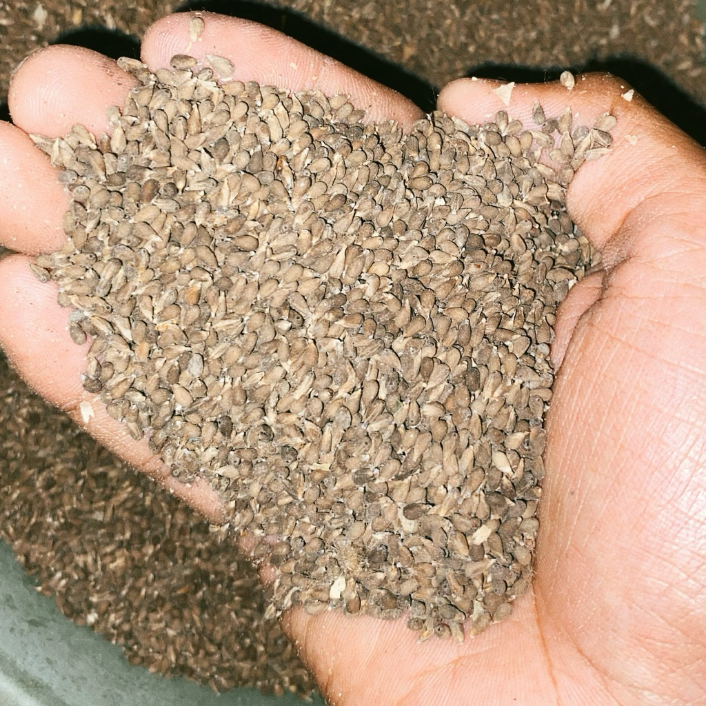 Biji Balsa Premium | Biji Balsa Daya Tumbuh Tinggi