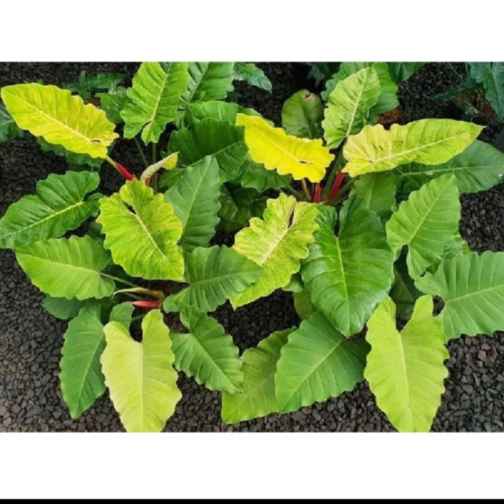 promo?? philodendron jungle fever golden