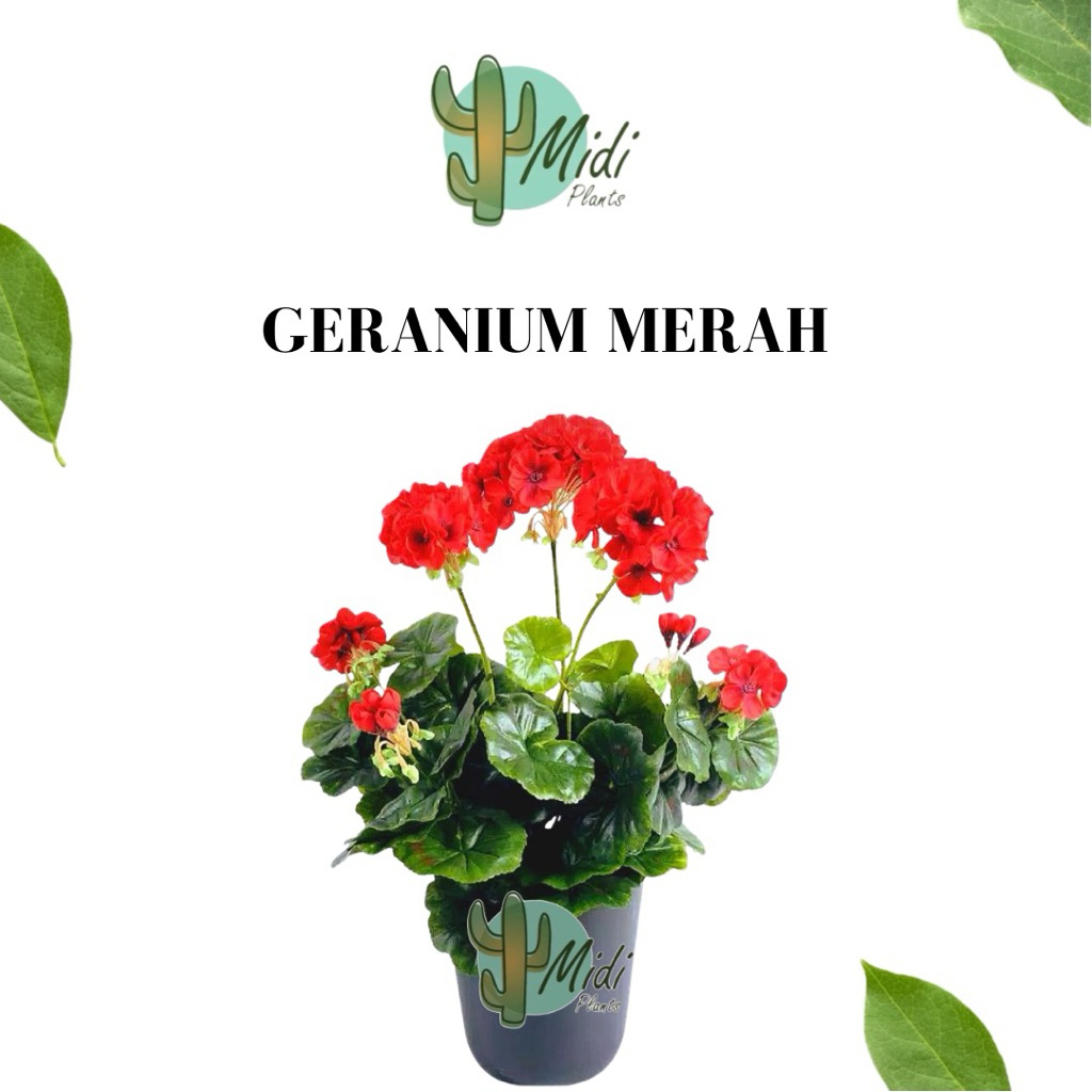Tanaman hias geranium merah