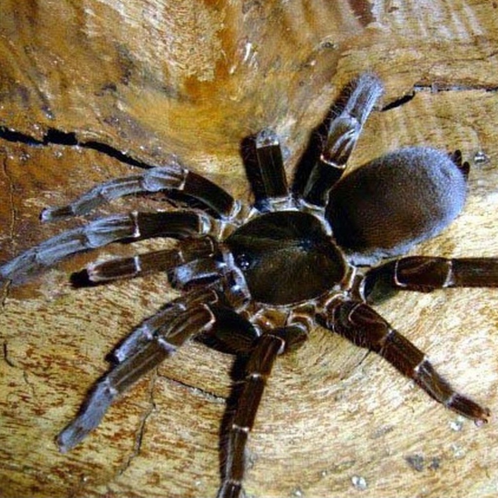 HYSTEROCRATES HERCULES / HERCULES BABOON/ HERCULES EARTH TIGER / GIANT HERCULES BABOON TARANTULA - S