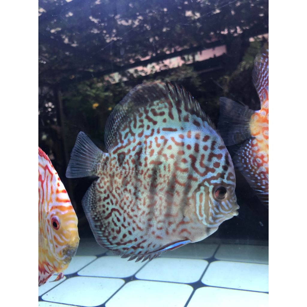ikan discus leopard king viper 4 inc up discus 4 in murmer