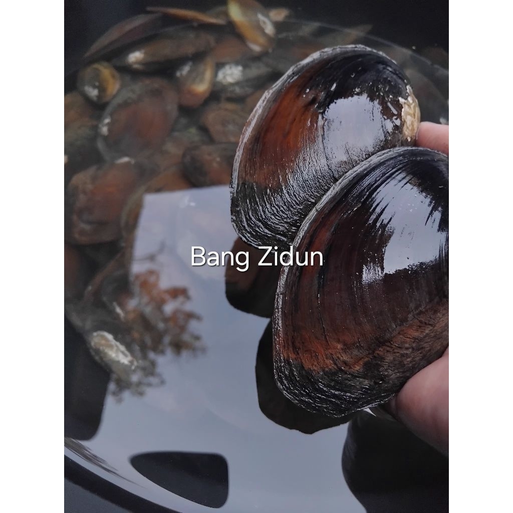 kerang air tawar sungai, kijing hidup ambil langsung di sungai jernih