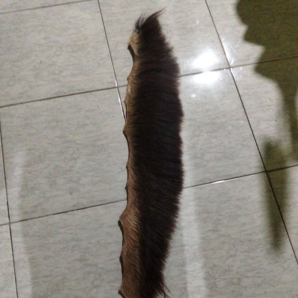 Suri kuda asli warna coklat 20cm