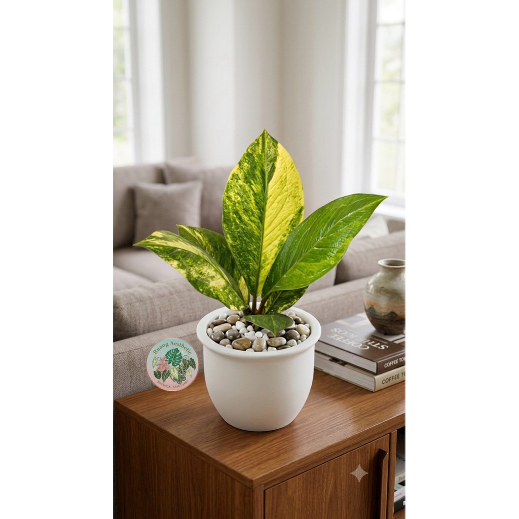 Tanaman hias anthurium jemani varigata - anthurium jemani cobra variegata
