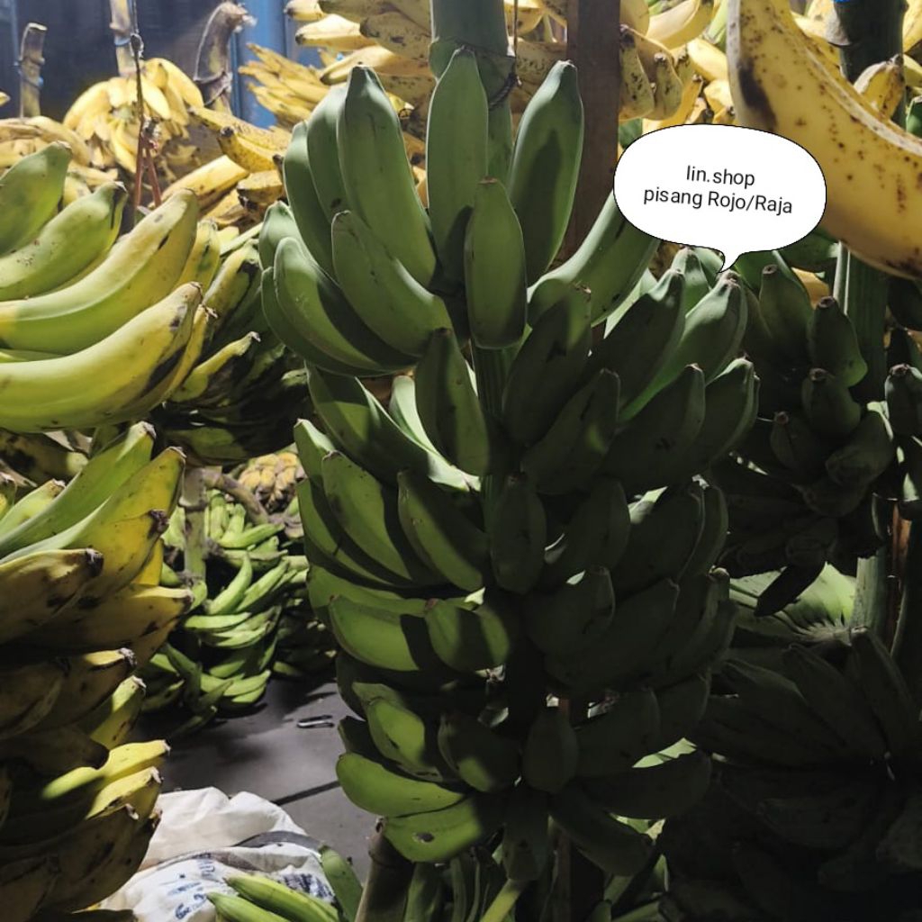 [PISANG IJO/AMBON PER TANDAN/TUNDUN] Pisang AMBON IJO Pisang IJO Pisang AMBON IJO SUPER manis per TA
