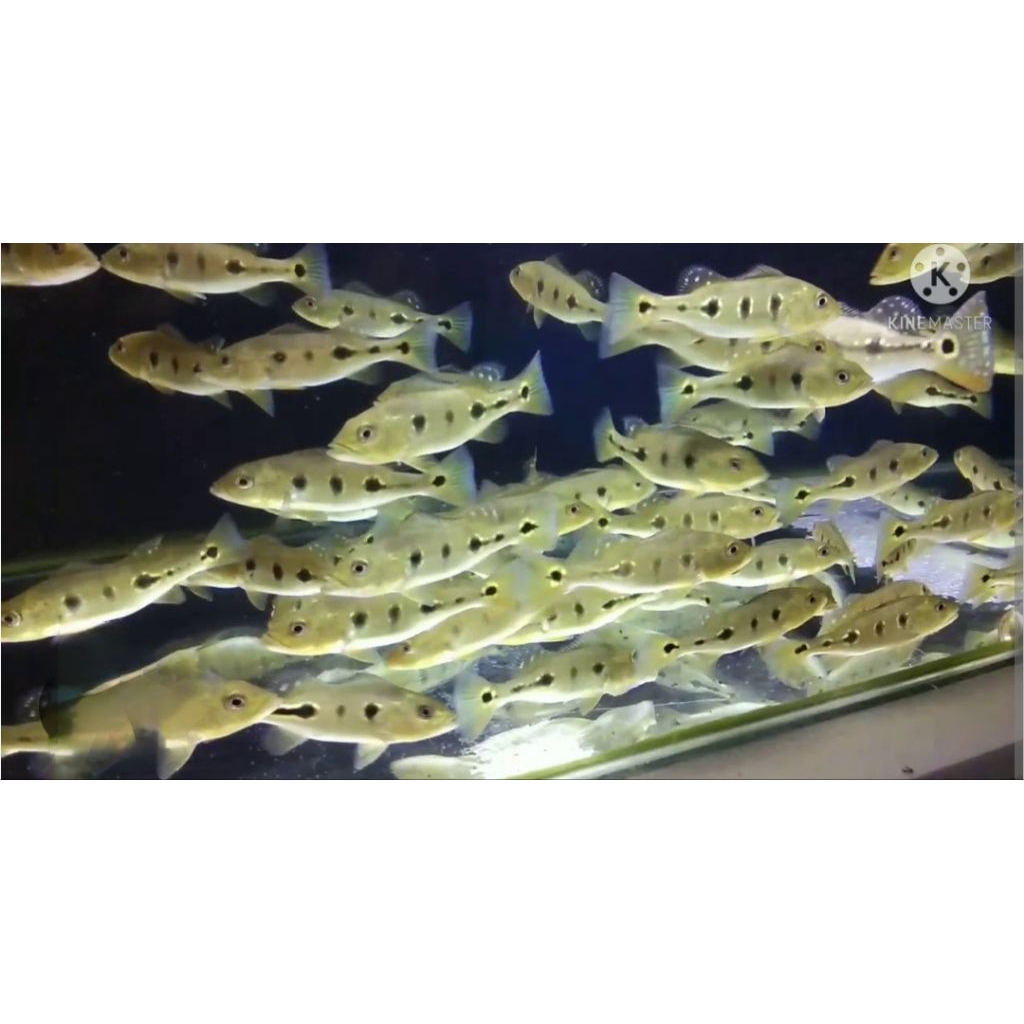 hiasan aquarium pbass orinoco ukuran 7cm pure murah meriah