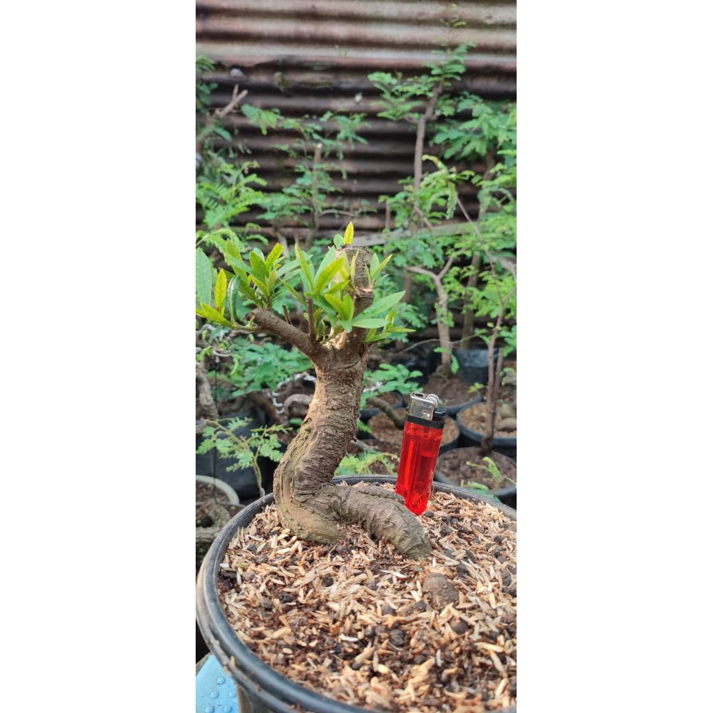 bonsai asoka pink taiwan,bahan bonsai