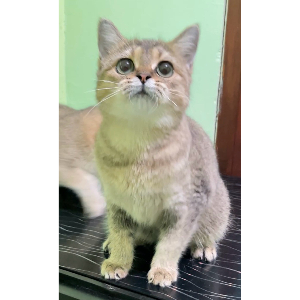 kucing BSH golden shaded vaksin jntan
