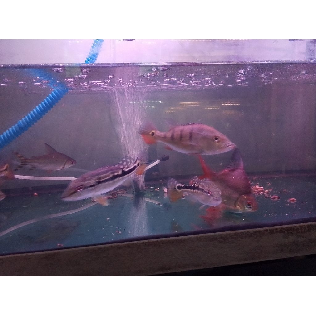PEACOCK BASS (PINIMA)