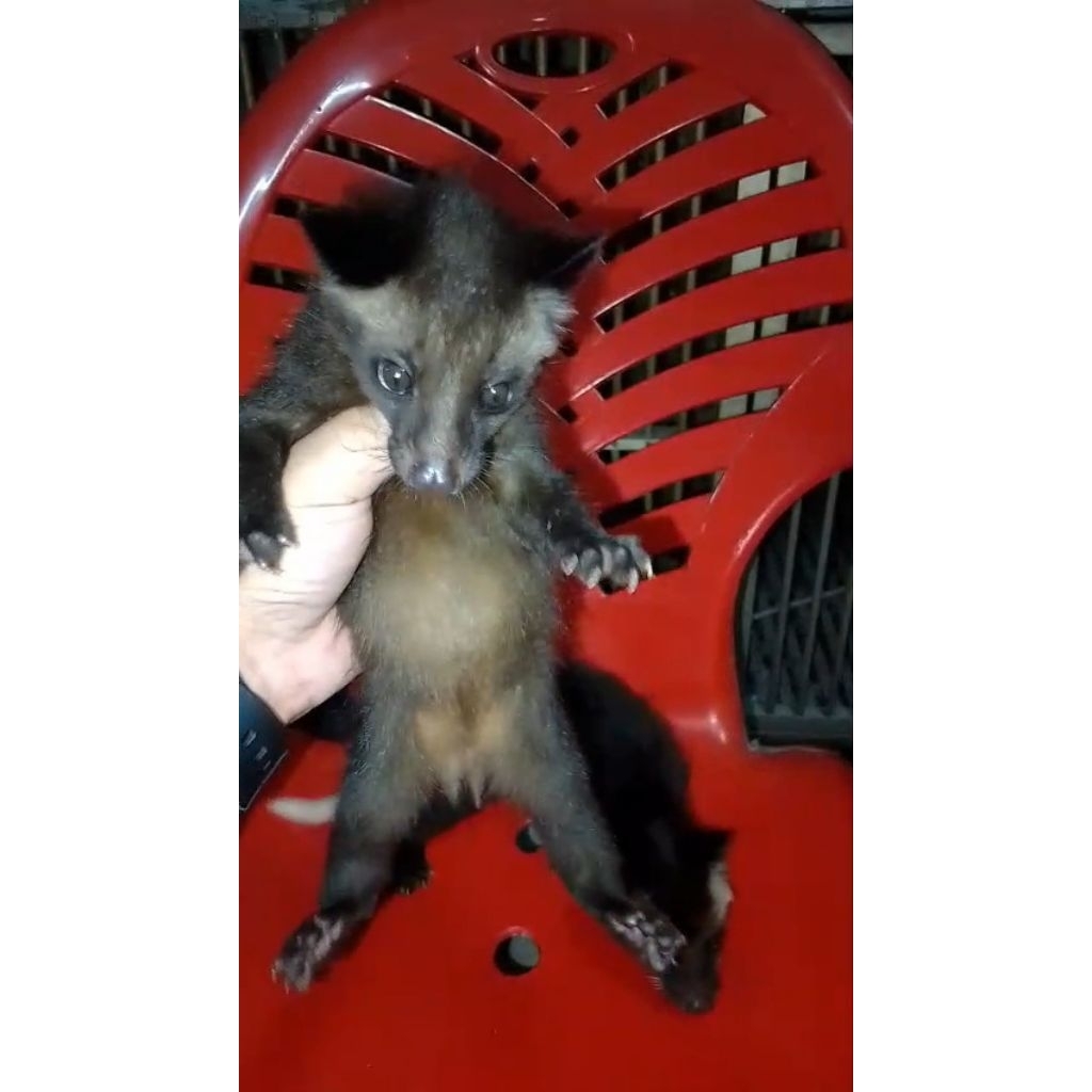 Musang Bulan
