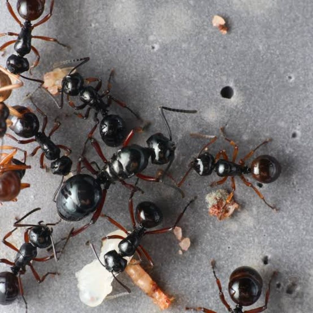Koloni Semut_Polyrhachis Rastellata Ants_Semut Hitam