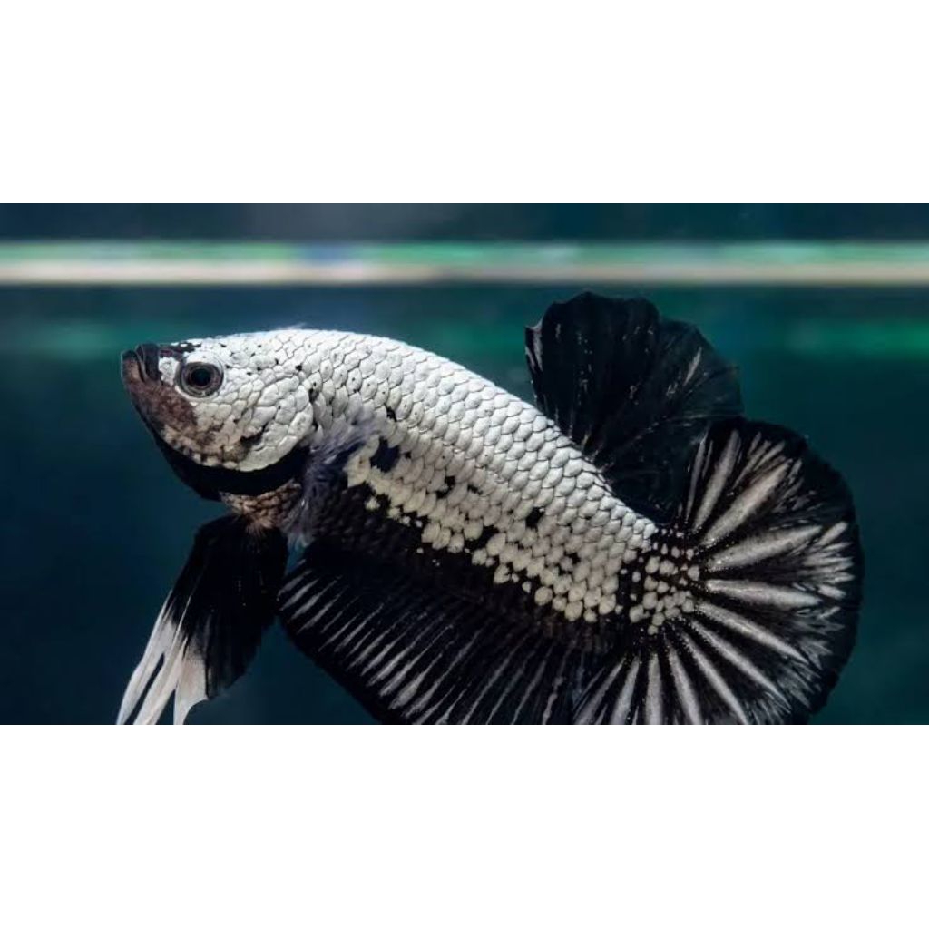 IKAN CUPANG BLACK SAMURAI