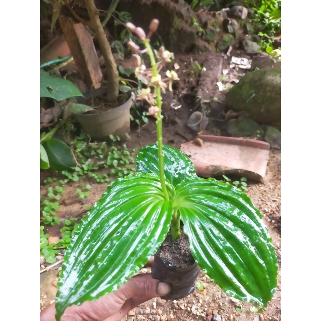 anggrek tanah hutan/tanaman hias