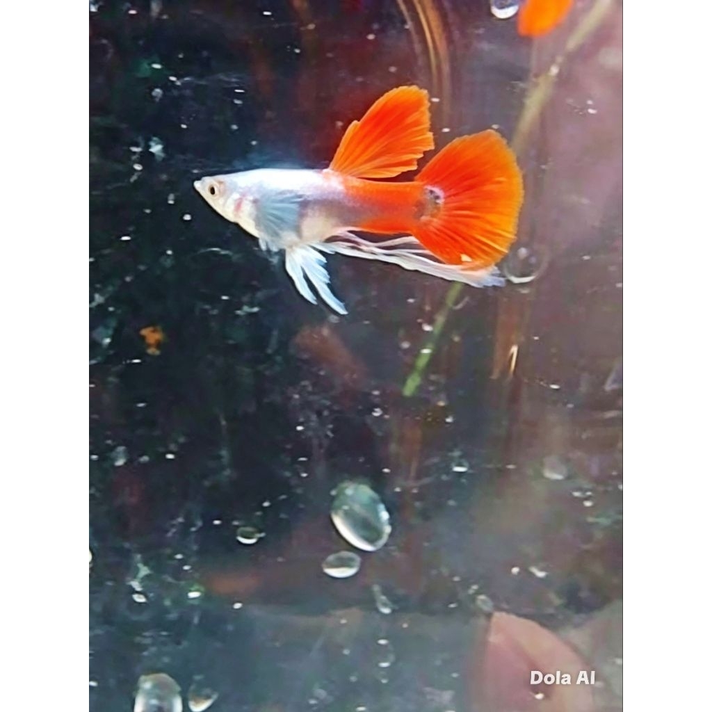 ikan Guppy PRTDE ribbon