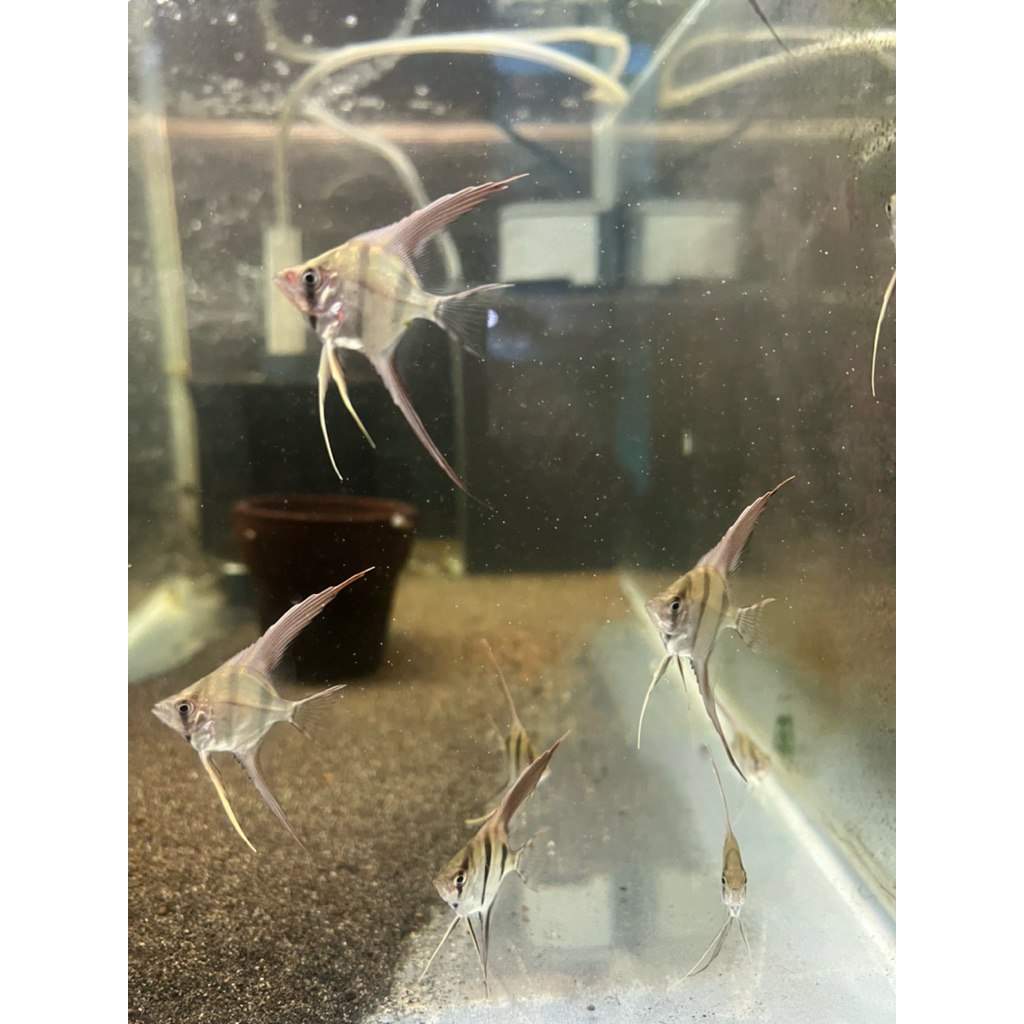 Altum Angelfish Rio Atabapo – Manfish Altum Ikan Hias Aquascape