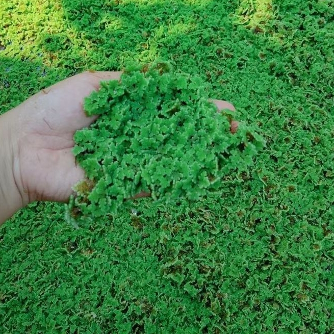 azola pakan ikan dan ternak alternatif