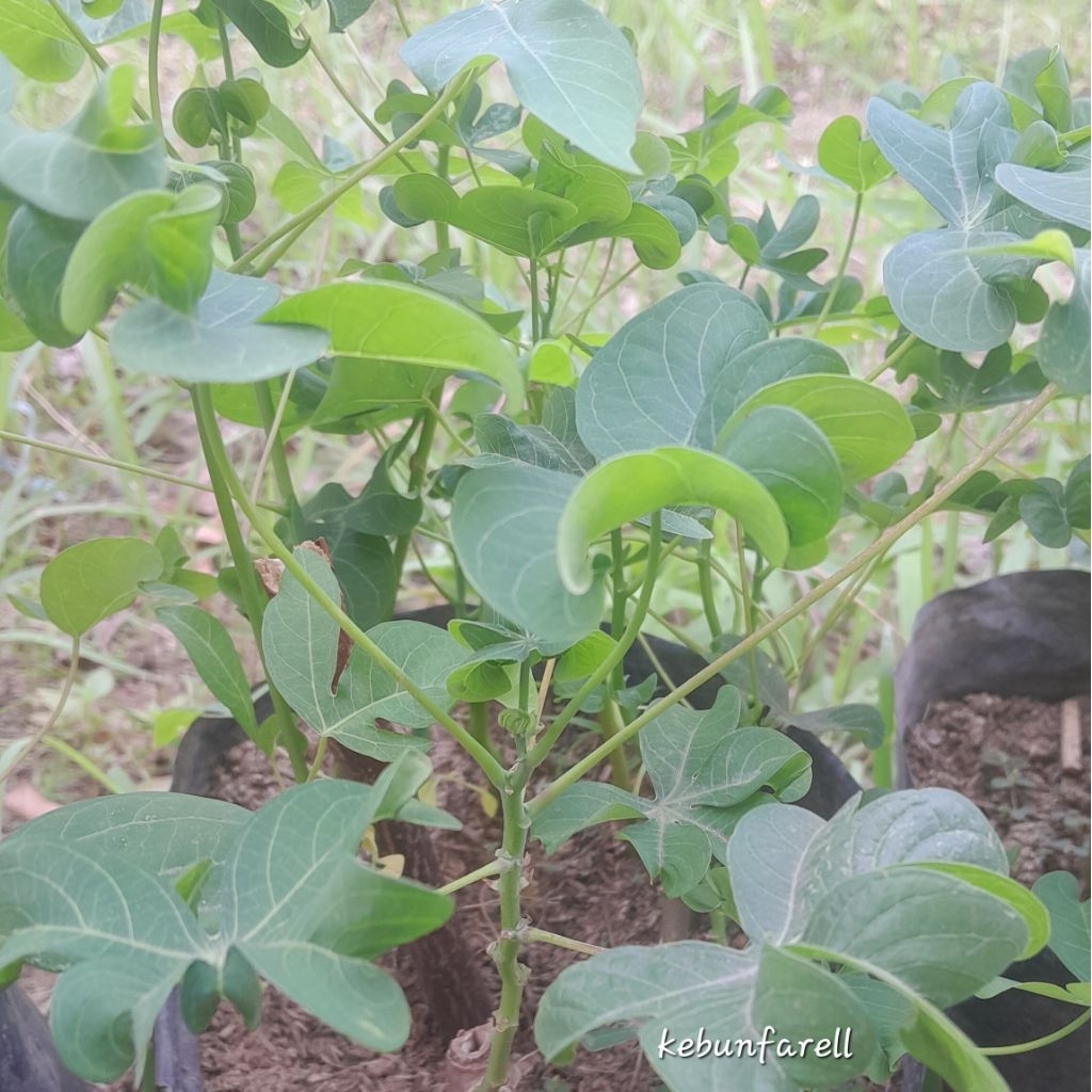 tanaman singkong daun keriting