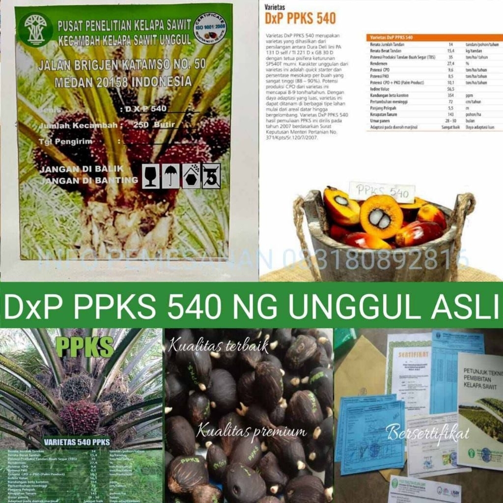 Bibit Kelapa Sawit DxP PPKS 540 Pelepah Panjang, Unsur Hara, dan Kualitas Tinggi
