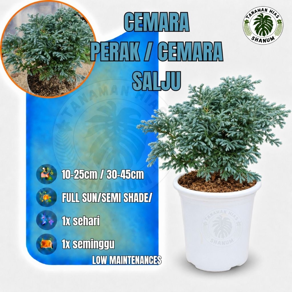 Tanaman hias Cemara perak atau Cemara salju ukuran bibit dan 30-40cm - bibit bonsai Cemara - bonsai 