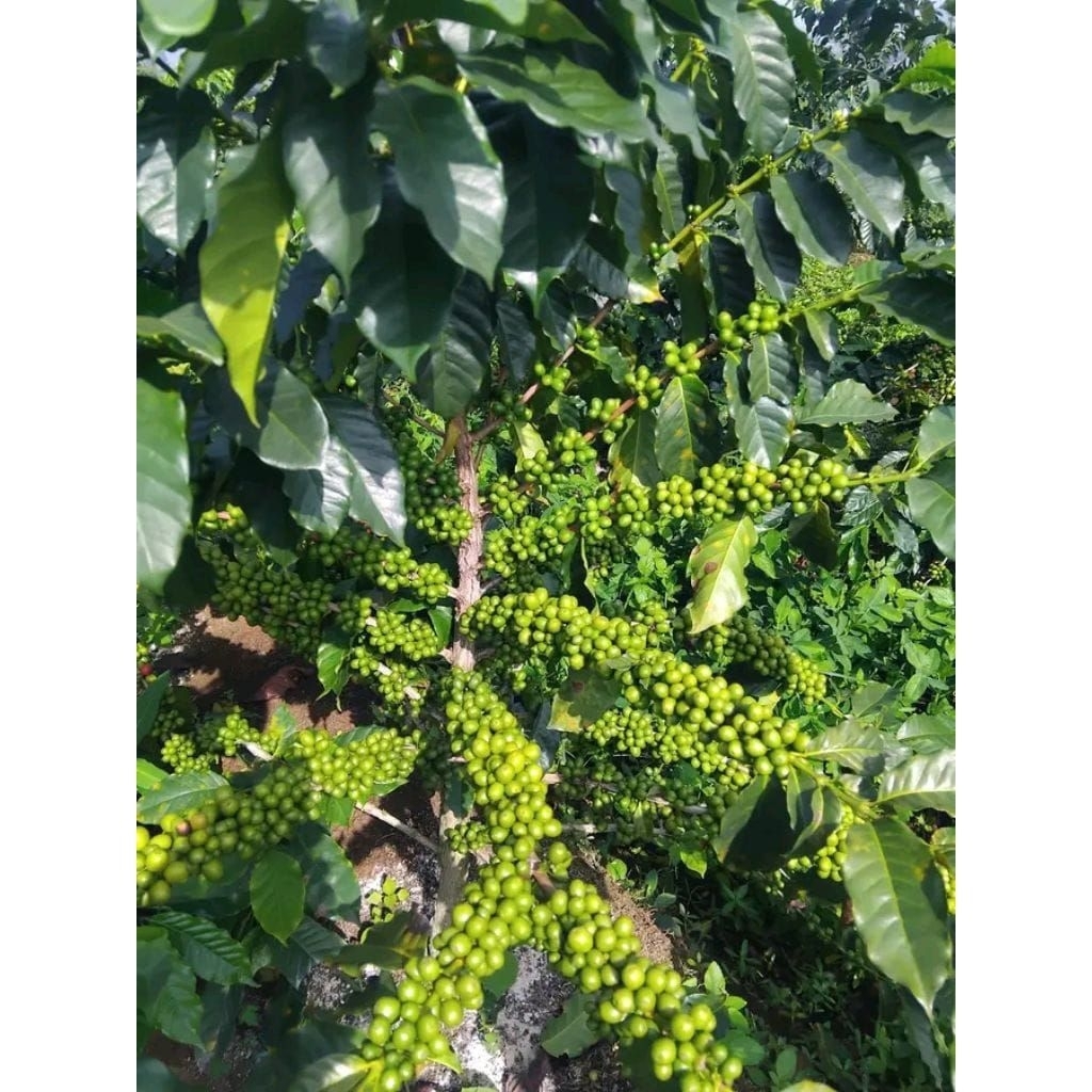 Bibit Kopi Arabika Gayo Siap Tanam/100 Pcs