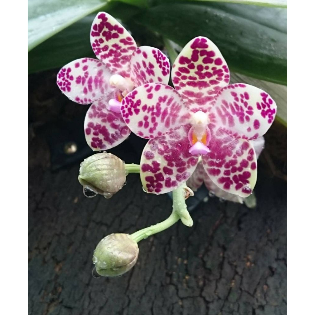 phalaenopsis gigantea