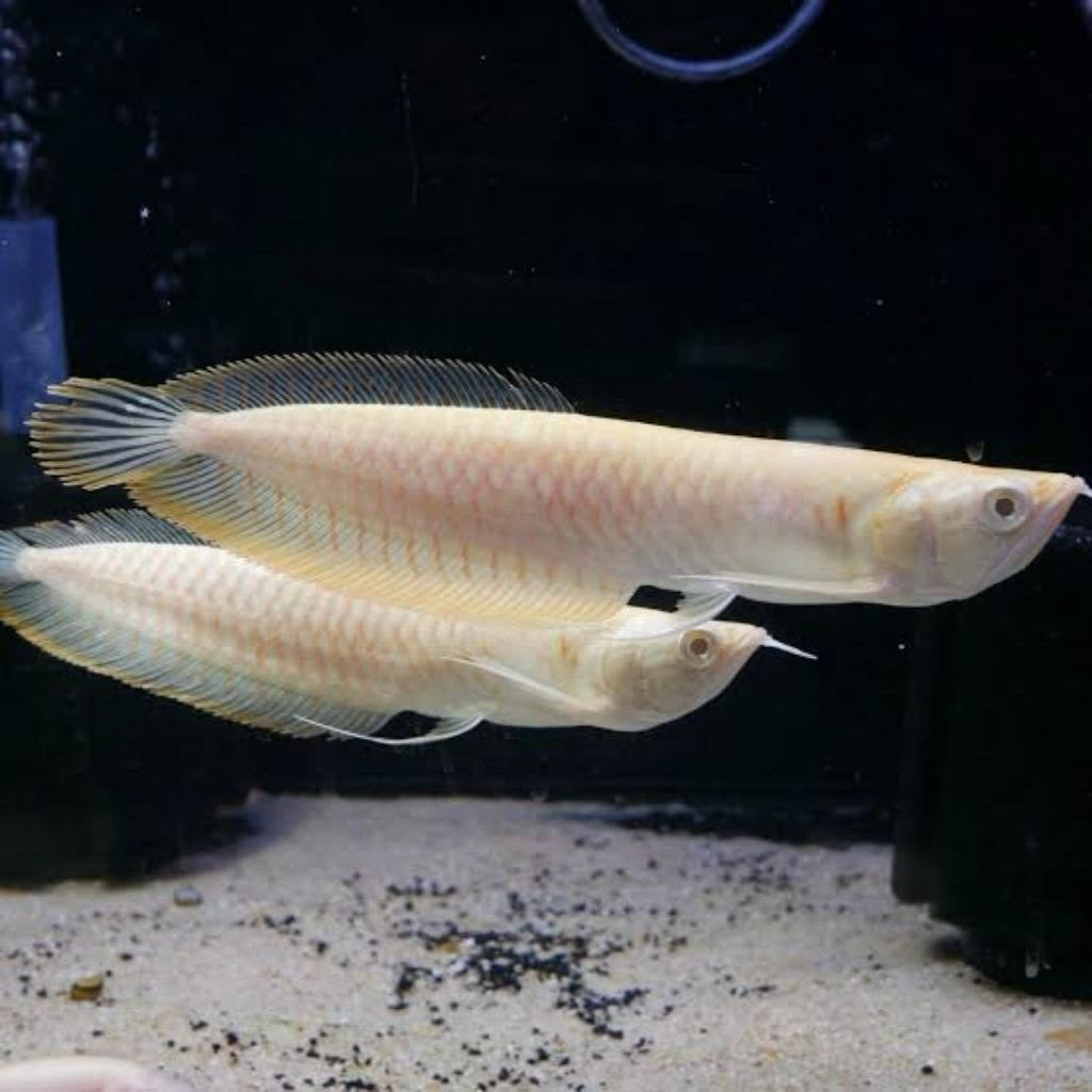 Ikan hias arwana silver albino