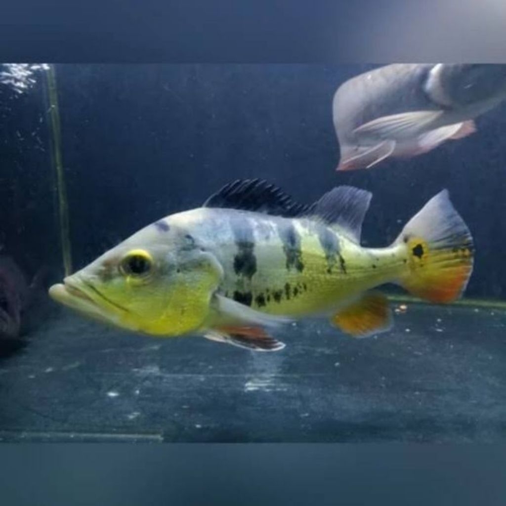 ikan pbass mono jumbo 28-30cm hiasan aquarium