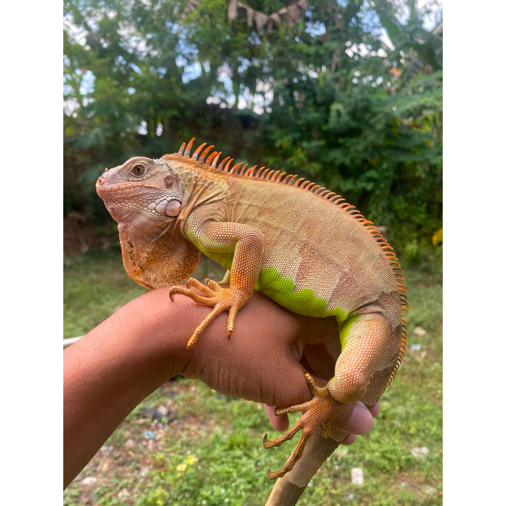 iguana het hypo 70cm mainan anak