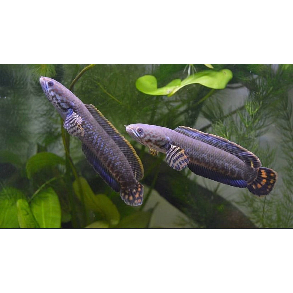 channa limbata bleheri, ukuran 3-5 cm, corak paling bagus berkualitas