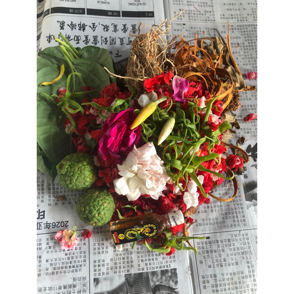 bunga macan kerah termurah | Herbal Tradisional Koleksi Budaya