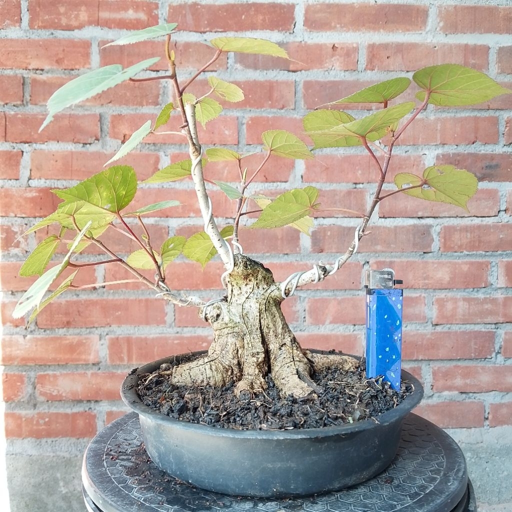 Bahan bonsai waru Taiwan prokar sesuai foto