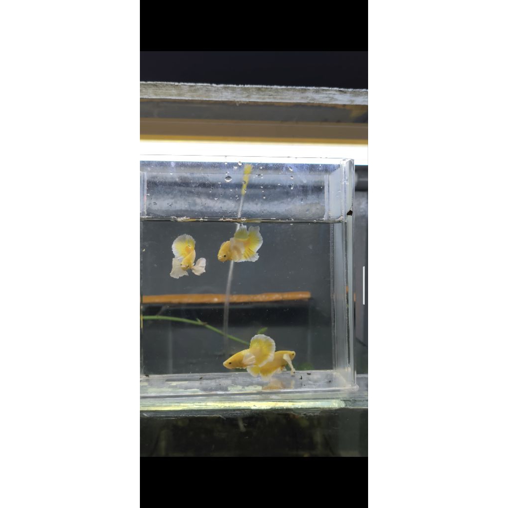 AKSESORIS CUPANG DUMBO EAR GOLD