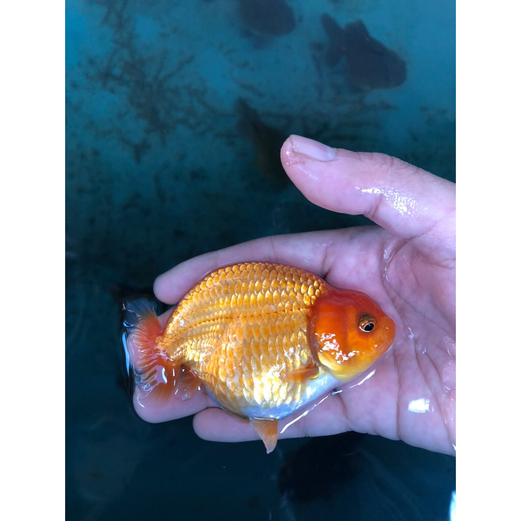 ranchu buffalo istimewa