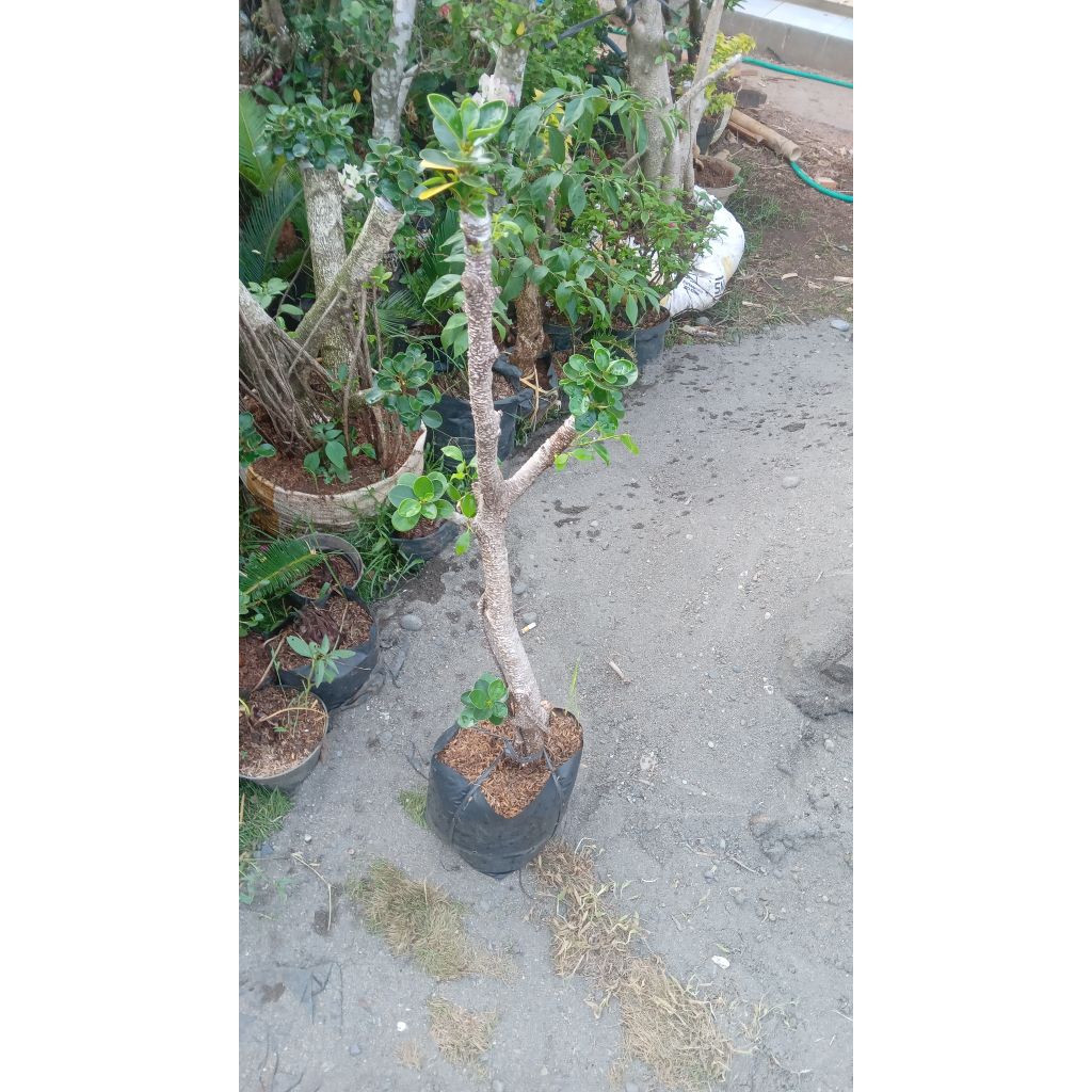 Bonsai Beringin Kimeng dolar mikro batang besar