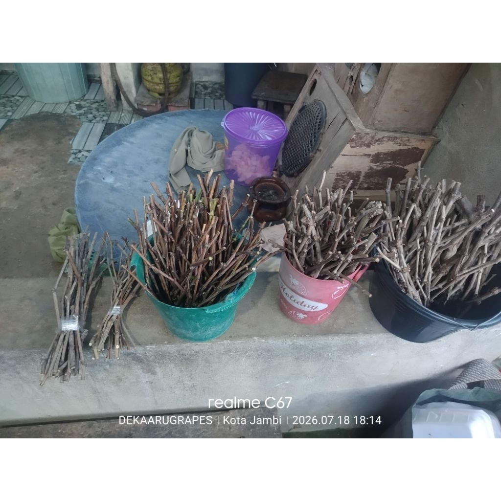 cutting/batang anggur